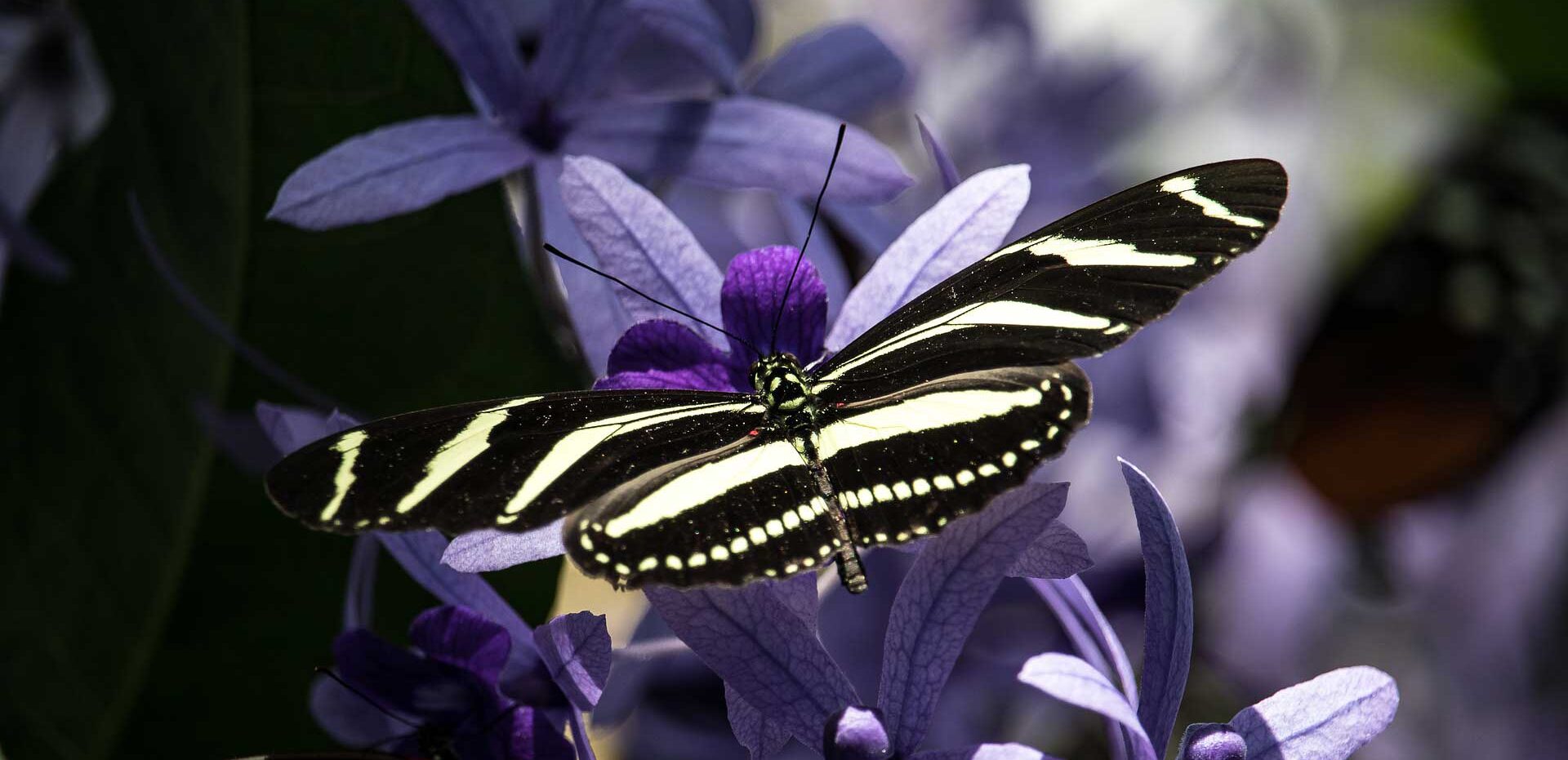 Close up of black and white striped butterfly resting on violet flowers with blurred background | SoulSpectives Institute