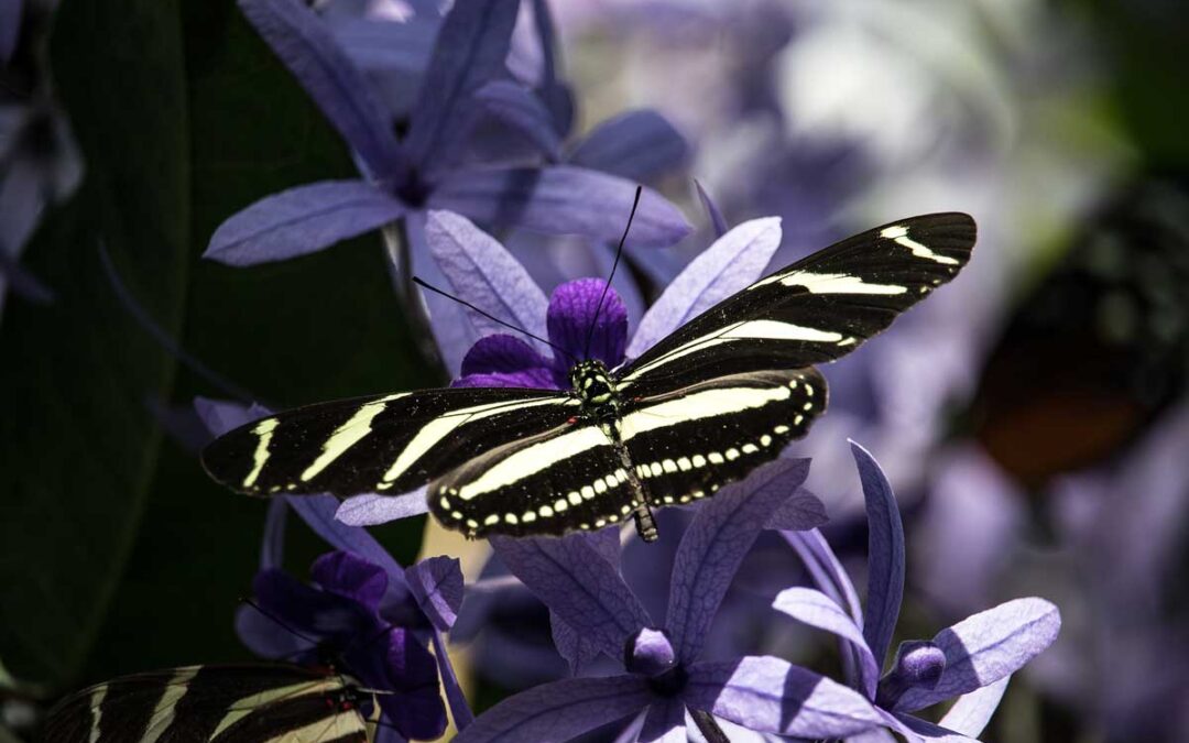 Close up of black and white striped butterfly resting on violet flowers with blurred background | SoulSpectives Institute
