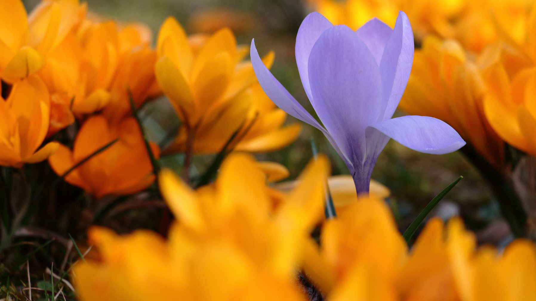 Purple flower with blurred orange flowers in background and foreground | SoulSpectives Institute